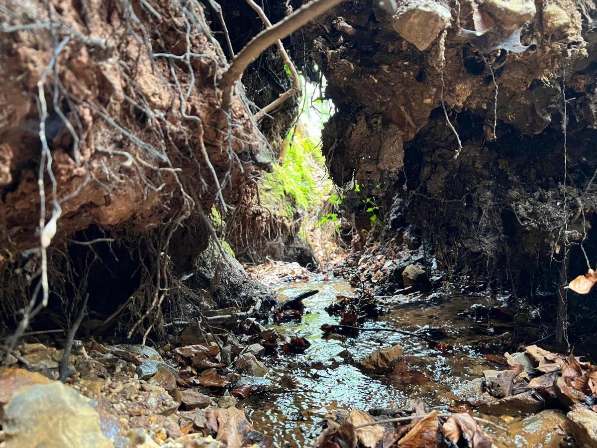 ホテル Hartridge Springs ホニートン エクステリア 写真